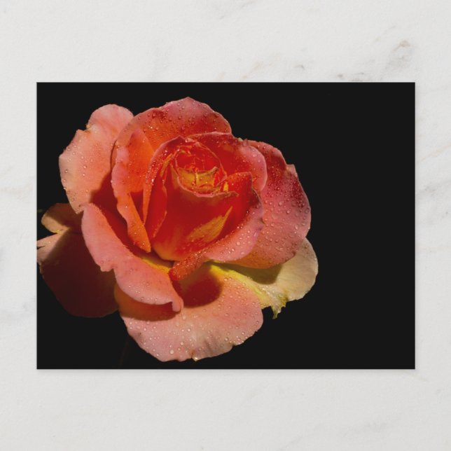 Orange Rose Postcard (Front)