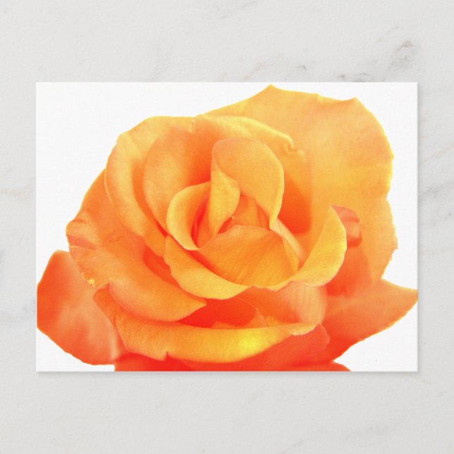 Orange Rose Postcard (Front)