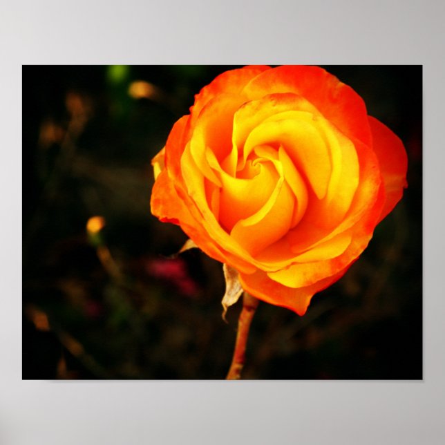 Orange rose poster (Front)