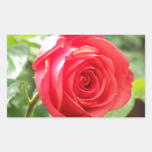 Orange Rose Rectangular Sticker