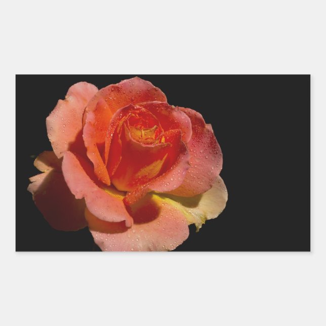 Orange Rose Rectangular Sticker (Front)