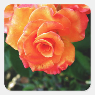 Orange rose  square sticker