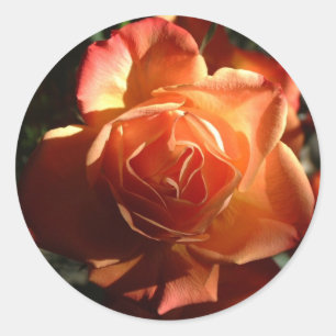 Orange rose Sticker