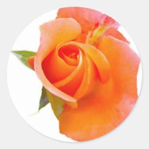 Orange Rose Stikers Classic Round Sticker