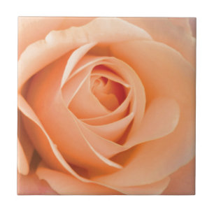 Orange Rose Tile