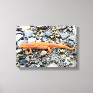 Orange Salamander Canvas Print