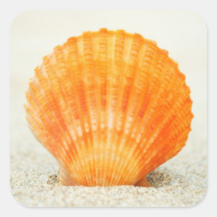 Orange Scallop Shell Standing Upright In Sand Square Sticker