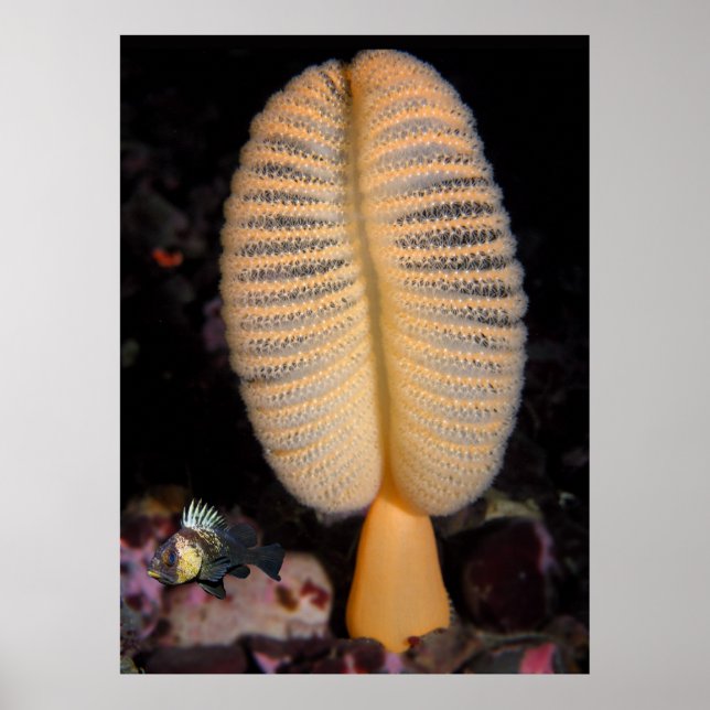 Orange Sea Pen with Quillback Rockfish Fine Art Poster (Front)