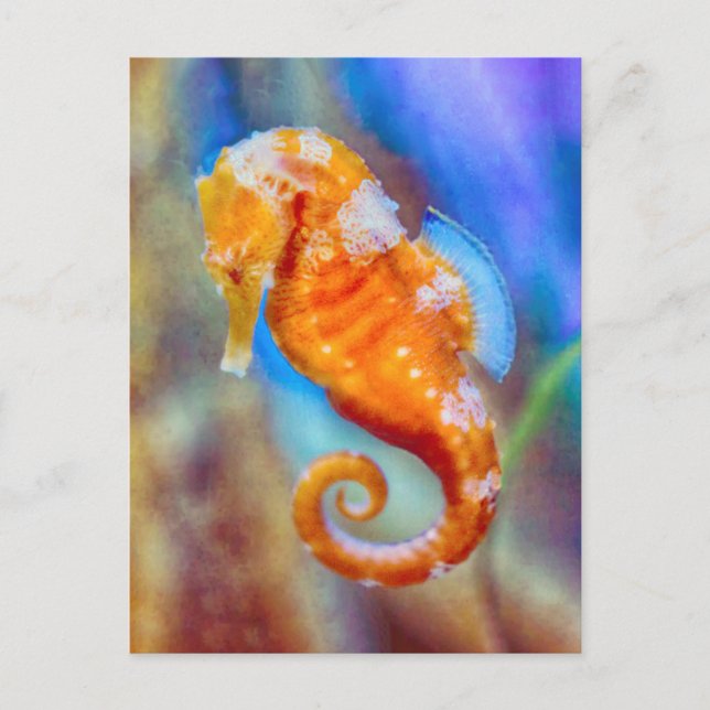 Orange Seahorse delight Postcard (Front)