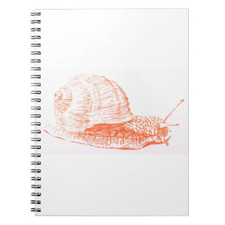 Orange Snail Drawing Notebook