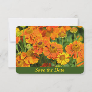 Orange Sneezewort Flower Garden Surprise Birthday Save The Date