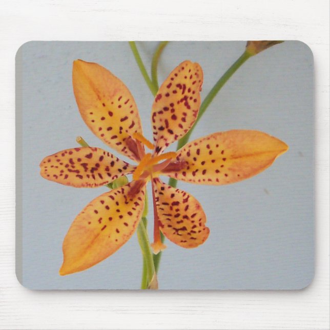 Orange spotted Iris called a  Blackberry lily Mouse Mat (Front)