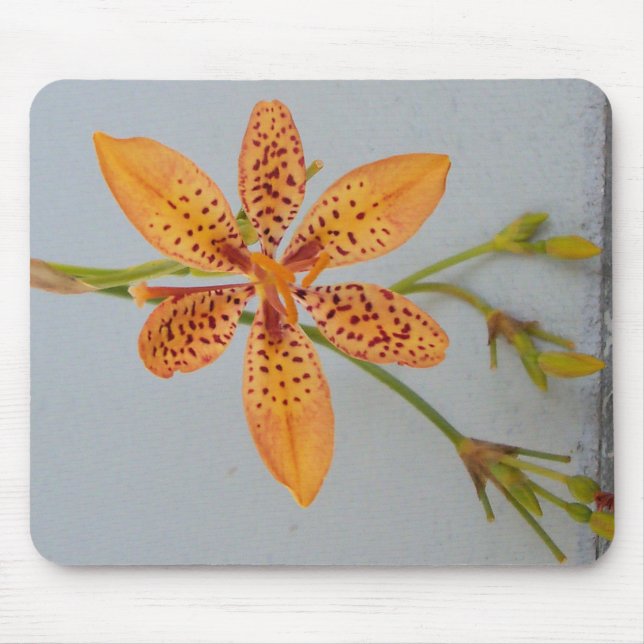 Orange spotted Iris called a  Blackberry lily Mouse Mat (Front)