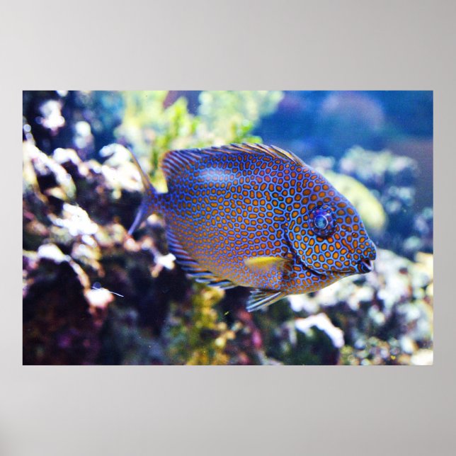 Orange Spotted Rabbit Fish Poster (Front)