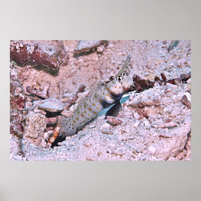 Orange Spotted Shrimp Goby II Poster (Front)