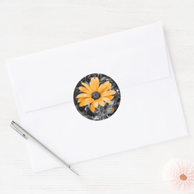 Orange Spring Daisy Photograph on Monochrome Classic Round Sticker (Envelope)