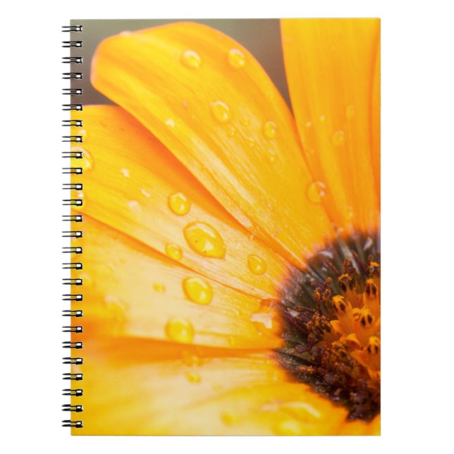Orange Spring Flash African Daisy Close-Up Photo Notebook (Front)