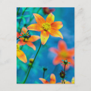 Orange Star Flower Postcard