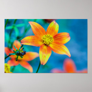 Orange Star Flower Poster