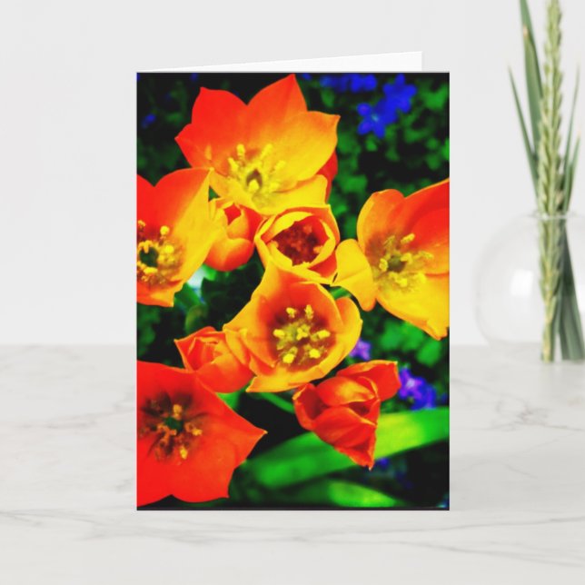 Orange Star of Bethlehem Blank Greeting Card (Front)