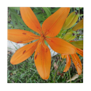 Orange Starburst Lily Tile