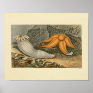 Orange Starfish Marine Life Art Print