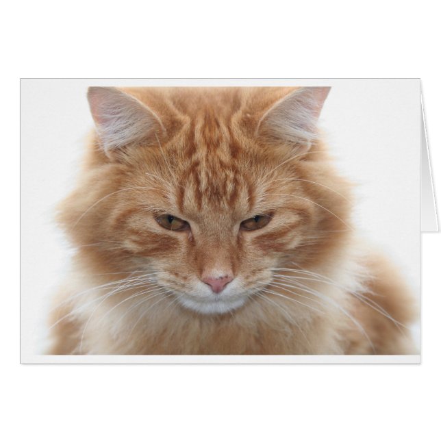 Orange Stripped Tabby Cat (Front Horizontal)
