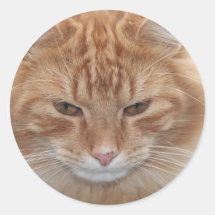 Orange Stripped Tabby Cat Classic Round Sticker
