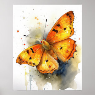 Orange Sulphur Butterfly Art Print Poster