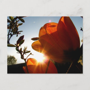 Orange Sun and Petals Postcard