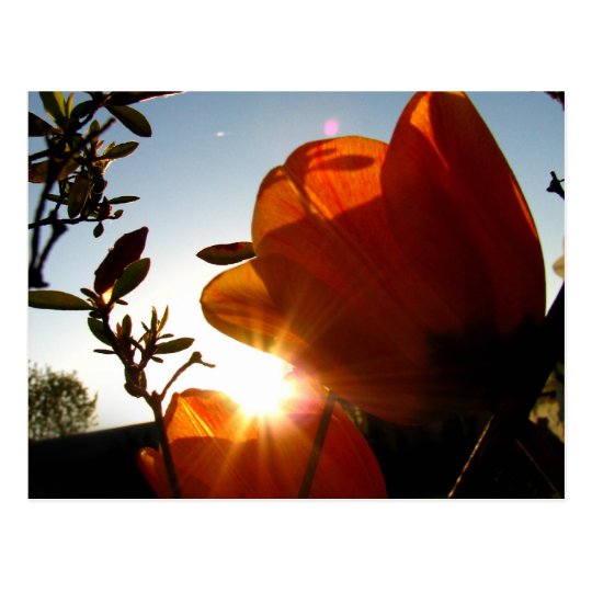 Orange Sun and Petals Postcard