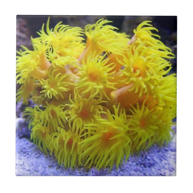 Orange Sun Coral Tile (Front)