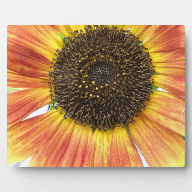 Orange Sunflower Plaque (Front)