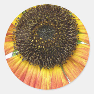 Orange Sunflower Stickers