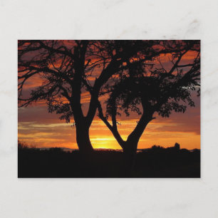 Orange Sunset Postcard