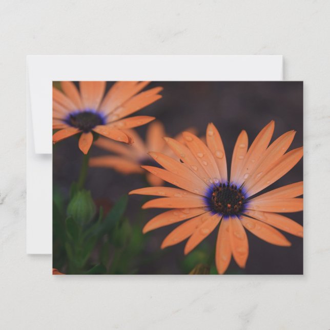 Orange Symphony (Front)