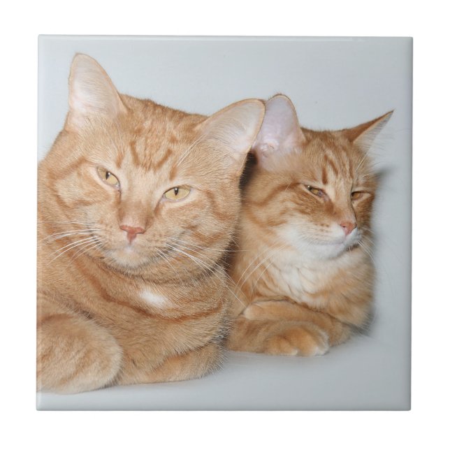 Orange tabbies tile (Front)
