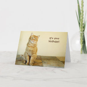 Orange Tabby Birthday Card