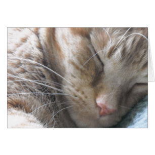 Orange Tabby Cat
