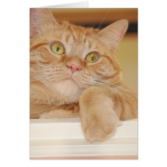 Orange Tabby Cat (Front)