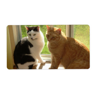 Orange Tabby Cat/Black & White Cat