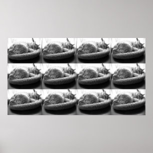 Orange Tabby Cat/black & White Photo Poster