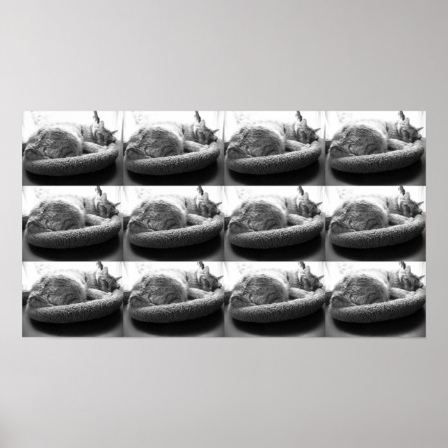 Orange Tabby Cat/black & White Photo Poster (Front)