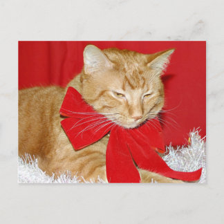 Orange tabby cat Christmas Holiday Postcard