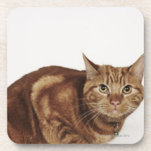 Orange Tabby cat Coaster