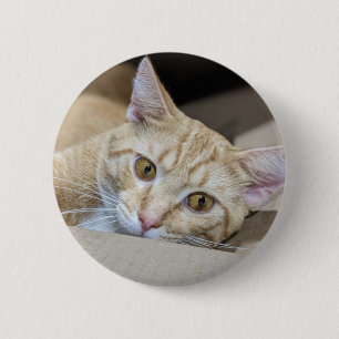 Orange Tabby Cat Cute  6 Cm Round Badge