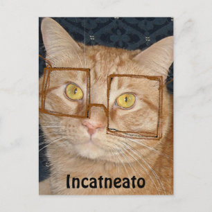 Orange Tabby Cat/Incognito Postcard