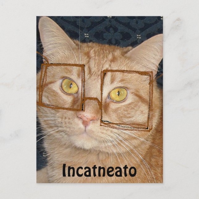 Orange Tabby Cat/Incognito Postcard (Front)