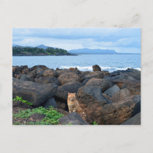 Orange Tabby Cat, Kauai, Hawaii Postcard