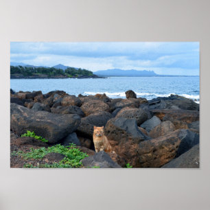 Orange Tabby Cat, Kauai, Hawaii Poster